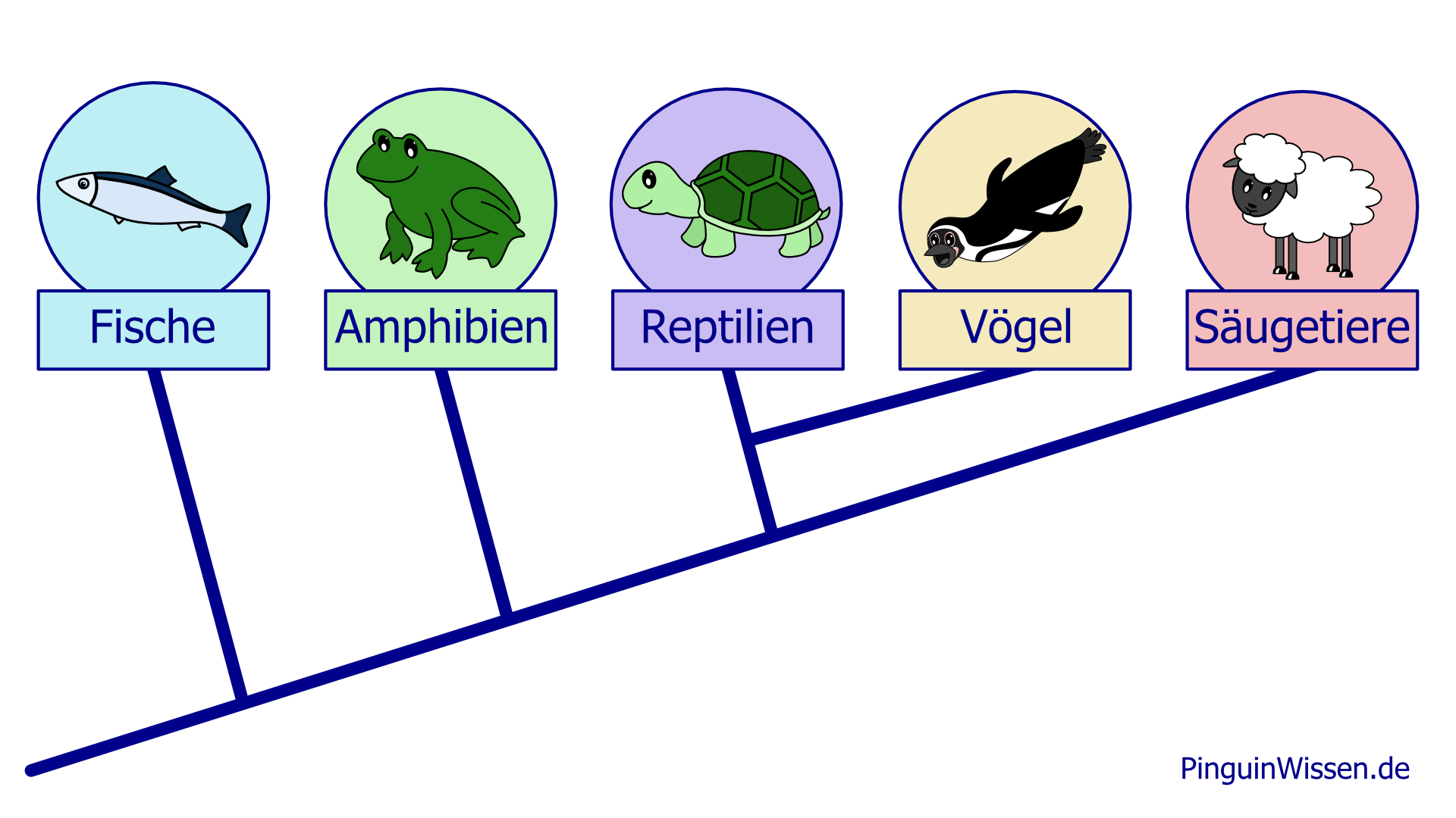 Stammbaum der Wirbeltiere: Fische, Amphibien, Reptilien, Vögel, Säugetiere.