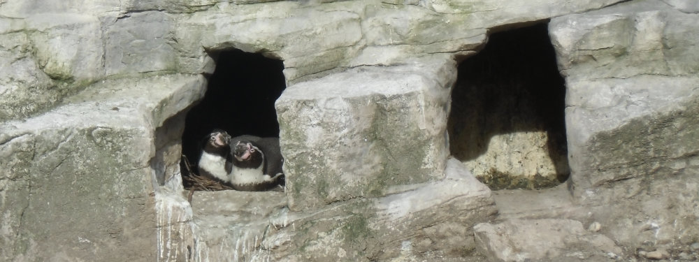 Zwei Humboldtpinguine liegen in einer Felsspalte.