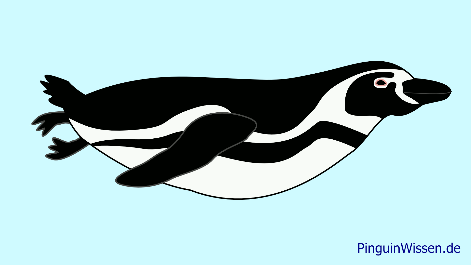 Die Animation zeigt die Bewegung einer Pinguinflosse im Querschnitt.