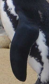 Bild Pinguinflosse