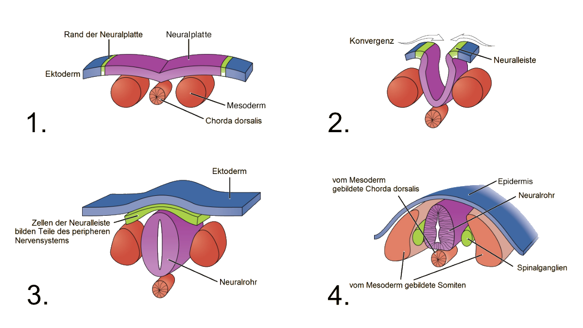 Grafik zur Neurulation, die im Text detaillierter beschrieben wird.