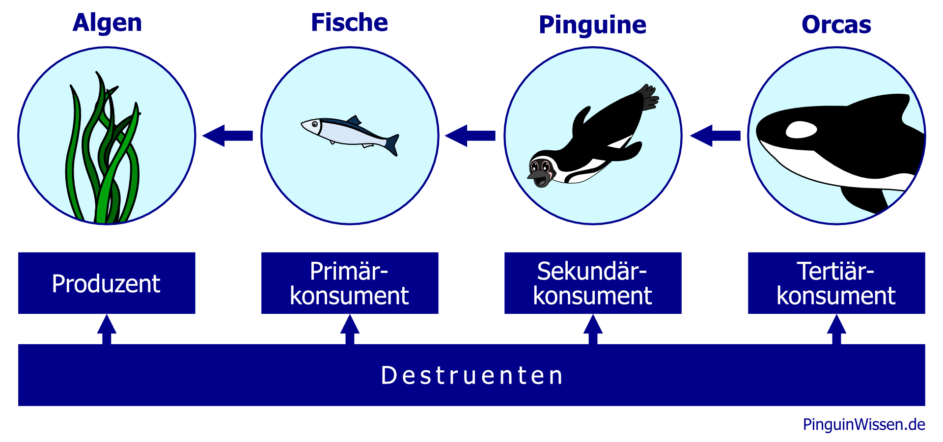 Produzenten (Algen) > Konsumenten (Fische, Pinguine, Orcas) > Destruenten