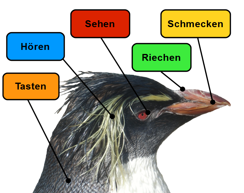 Die Sinne der Pinguine: Schmecken, Riechen, Sehen, Hören, Tasten.