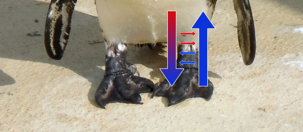 Grafik über den Wärmetauscher im Bein eines Pinguins. Funktion wird im Text beschrieben.