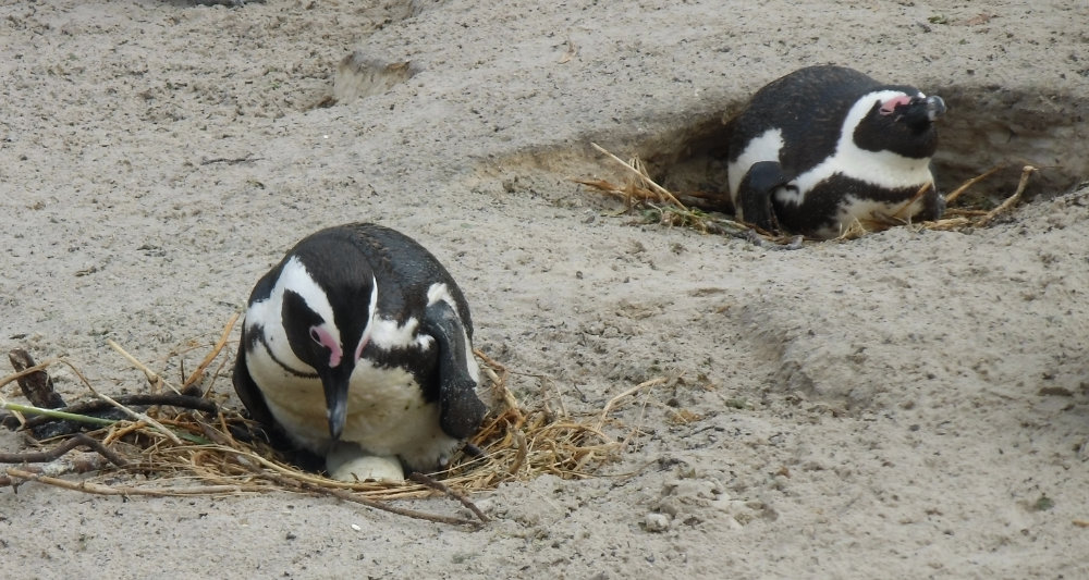 Brillenpinguine am Strand Boulders Beach in Südafrika. Ein Pinguin brütet sein Ei im Nest.